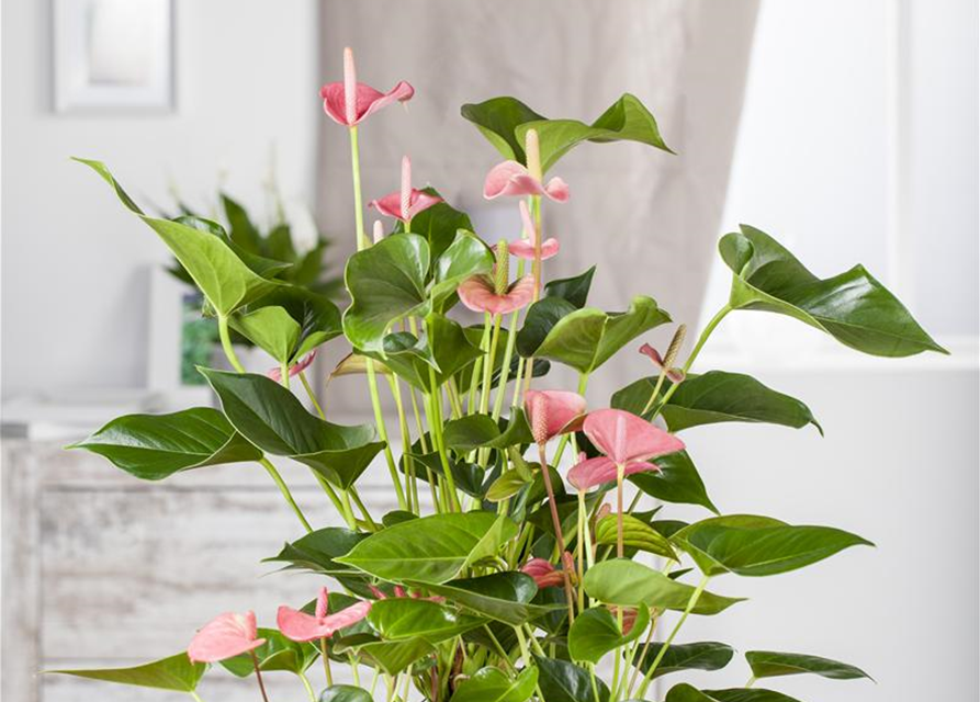 Anthurium andreanum Rosa