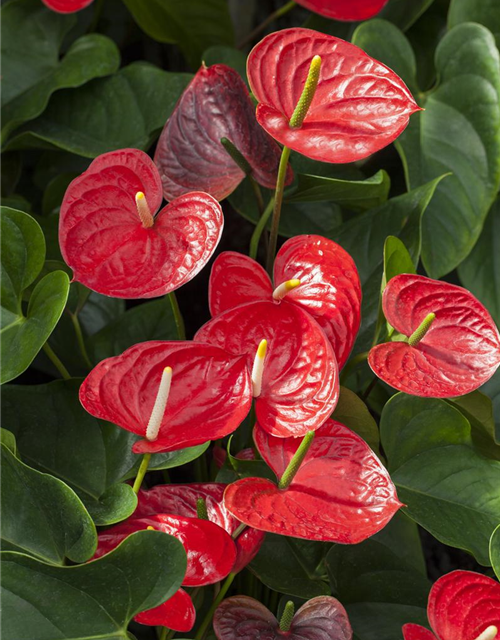 Anthurium andreanum Rot