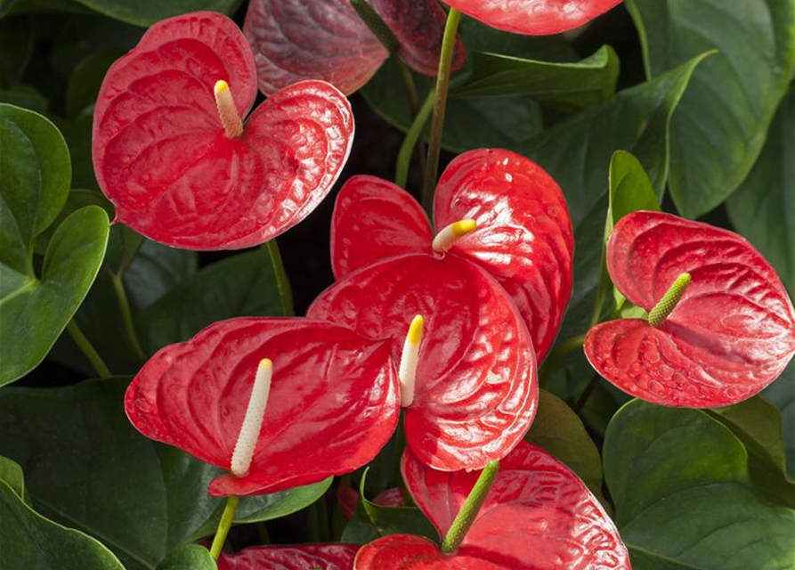 Anthurium andreanum Rot