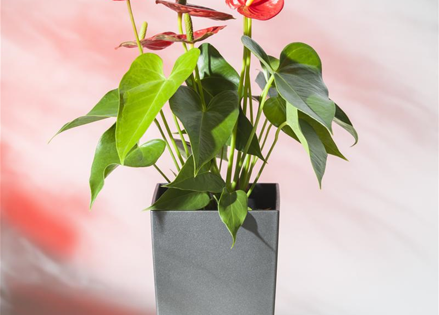 Anthurium andreanum Rot