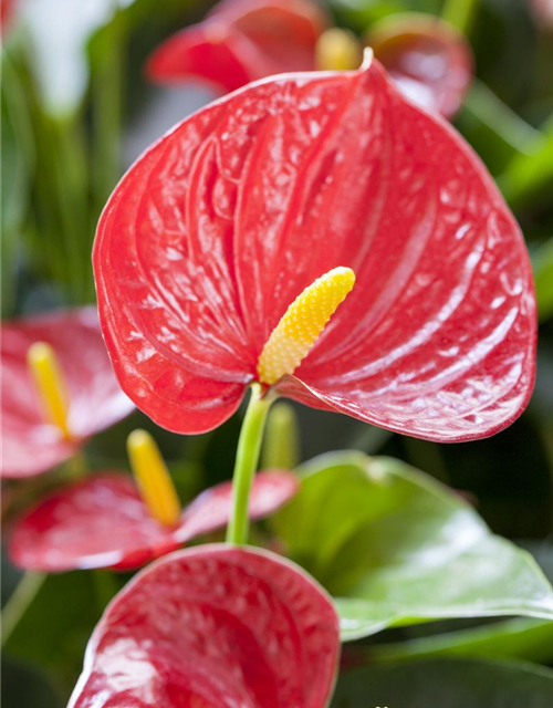 Anthurium andreanum Rot