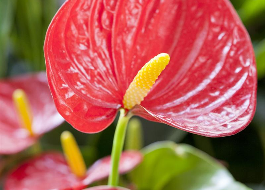 Anthurium andreanum Rot