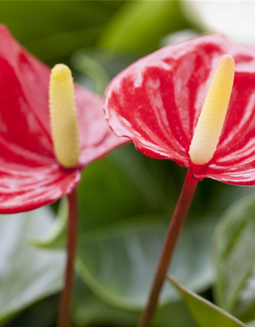 Anthurium andreanum Rot