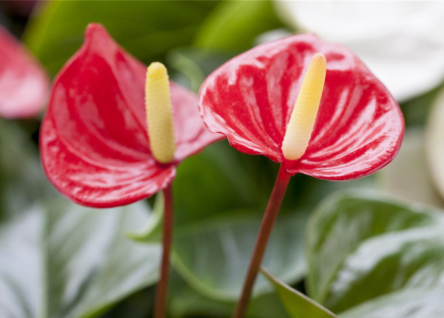 Anthurium andreanum Rot