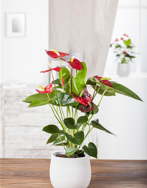 Anthurium andreanum Rot