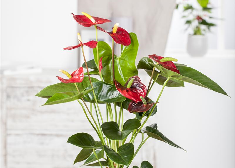 Anthurium andreanum Rot