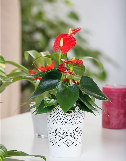 Anthurium andreanum Rot