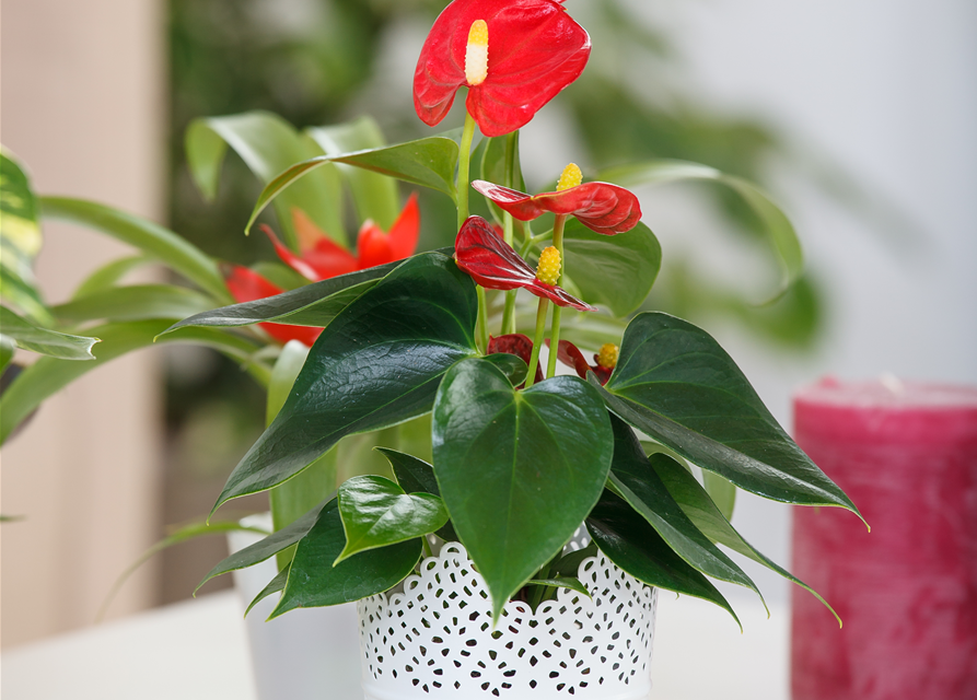 Anthurium andreanum Rot