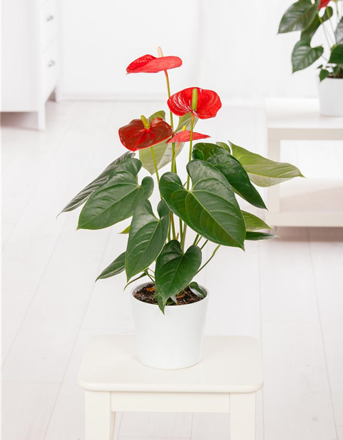 Anthurium andreanum Rot