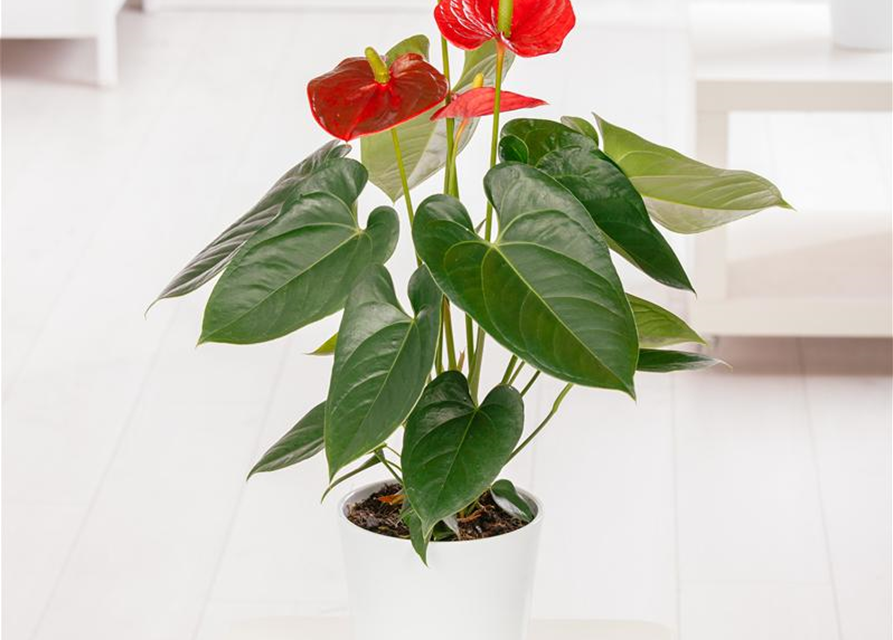 Anthurium andreanum Rot