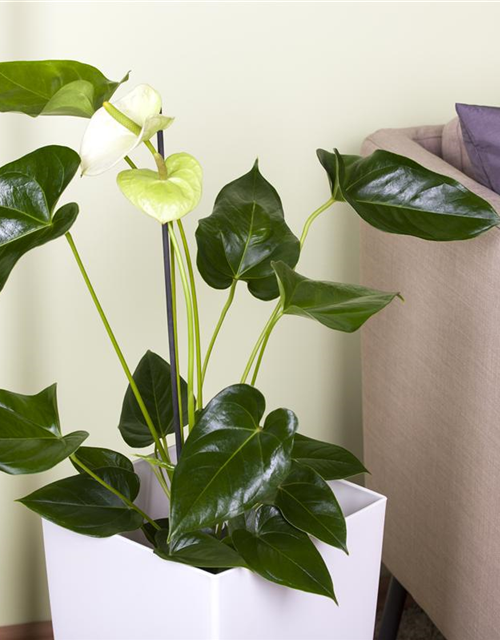 Anthurium andreanum Weiß