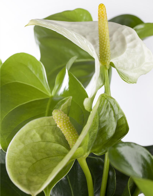 Anthurium andreanum Weiß