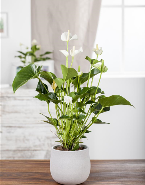 Anthurium andreanum Weiß