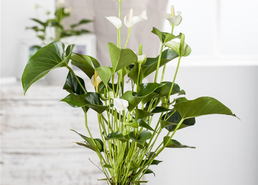 Anthurium andreanum Weiß