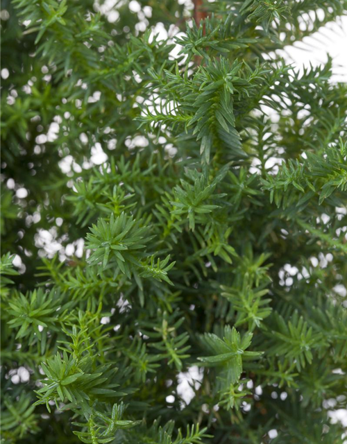 Chamaecyparis thyoides Top Point