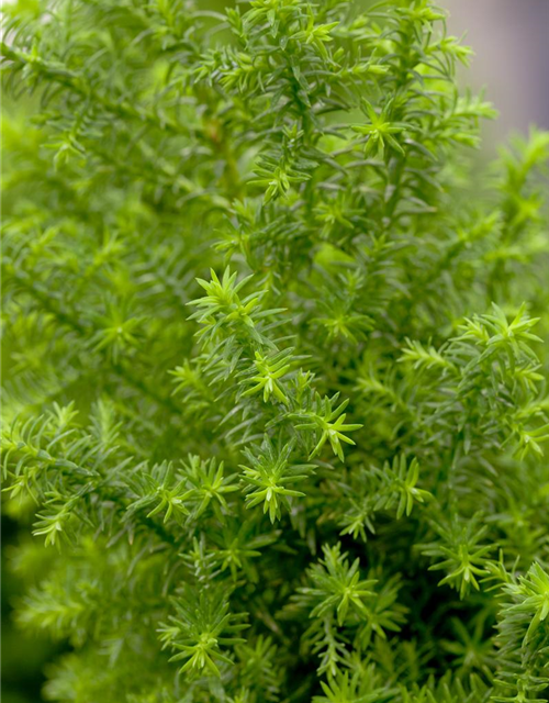 Chamaecyparis thyoides Top Point