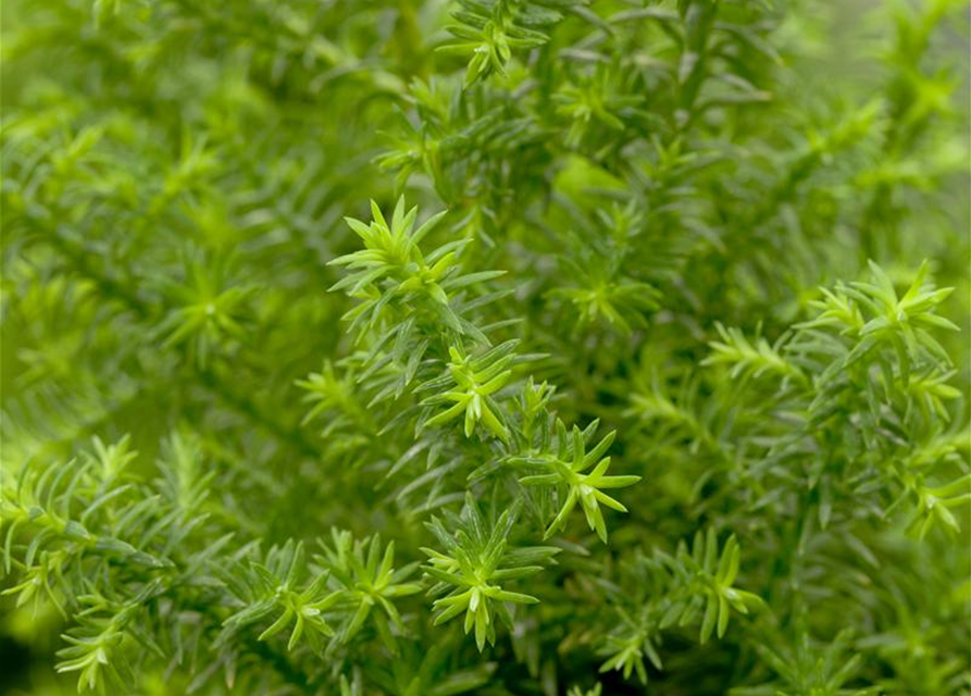 Chamaecyparis thyoides Top Point