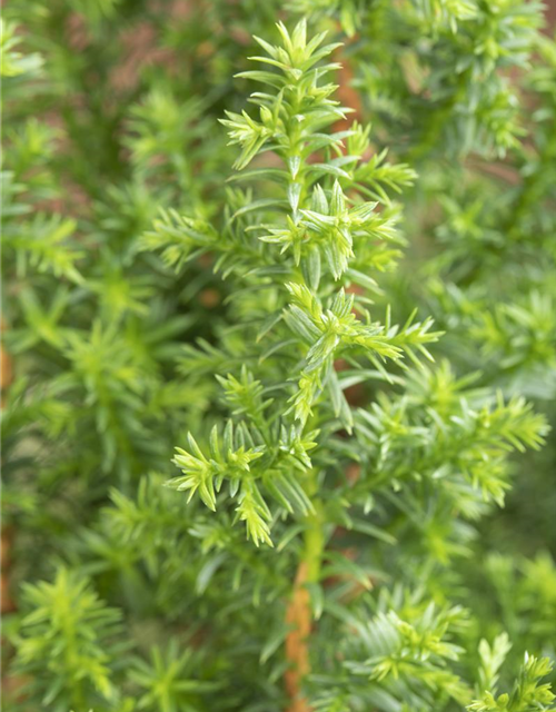 Chamaecyparis thyoides Top Point