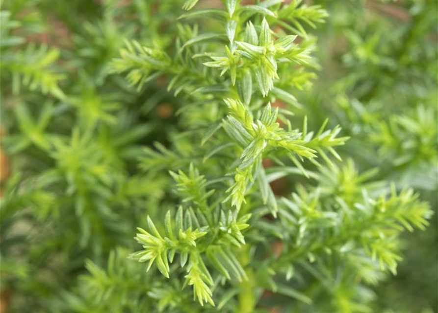 Chamaecyparis thyoides Top Point