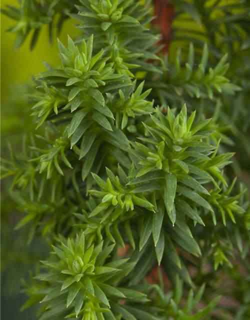 Chamaecyparis thyoides Top Point