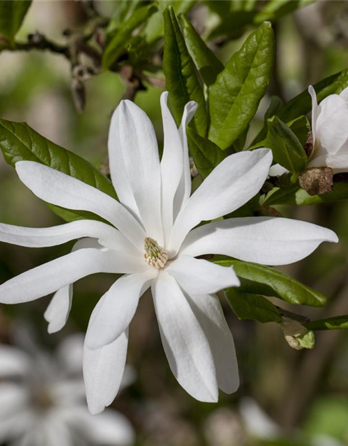 Magnolia stellata George Henry Ker