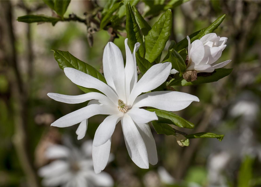 Magnolia stellata George Henry Ker