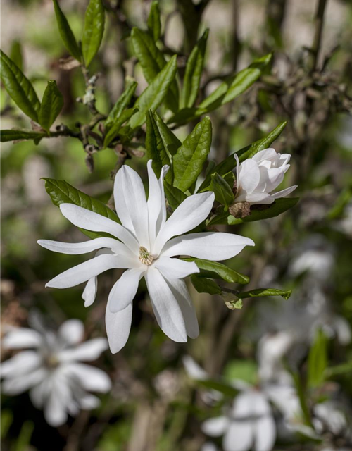 Magnolia stellata George Henry Ker