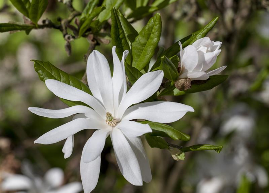 Magnolia stellata George Henry Ker