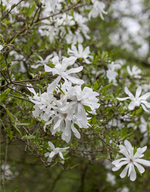 Magnolia stellata George Henry Ker