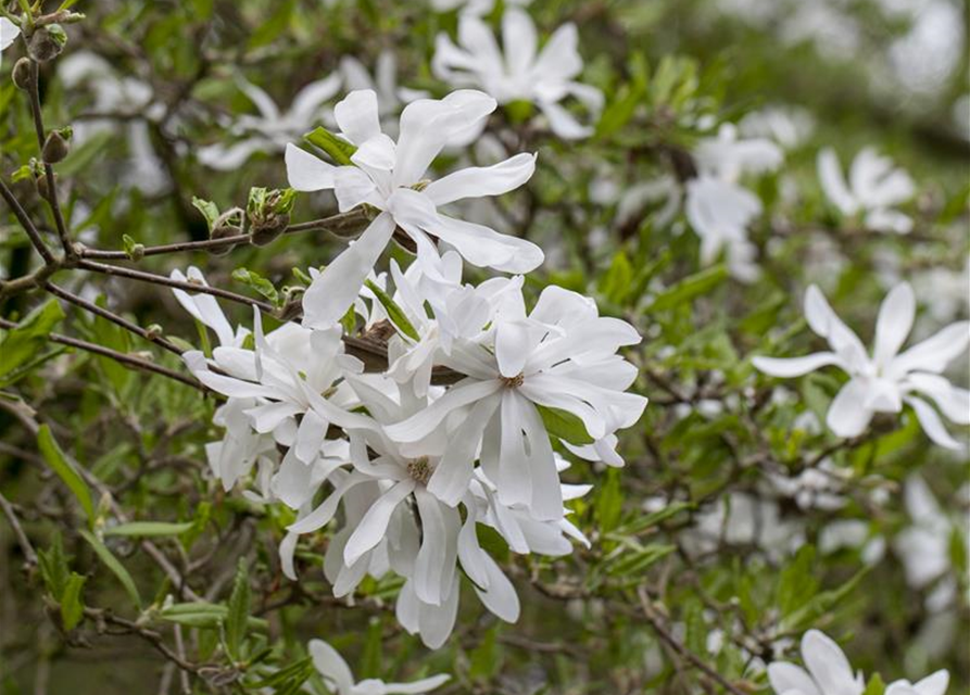 Magnolia stellata George Henry Ker