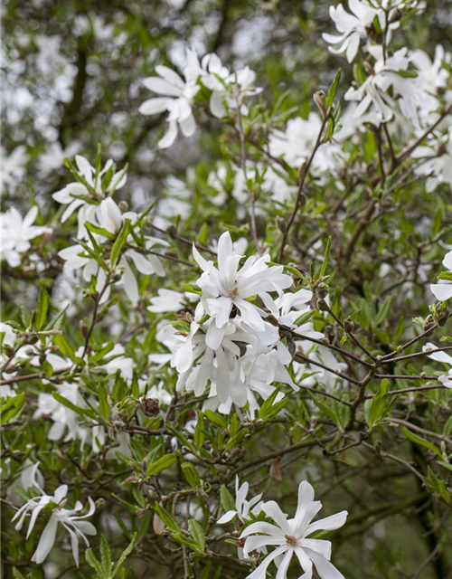 Magnolia stellata George Henry Ker