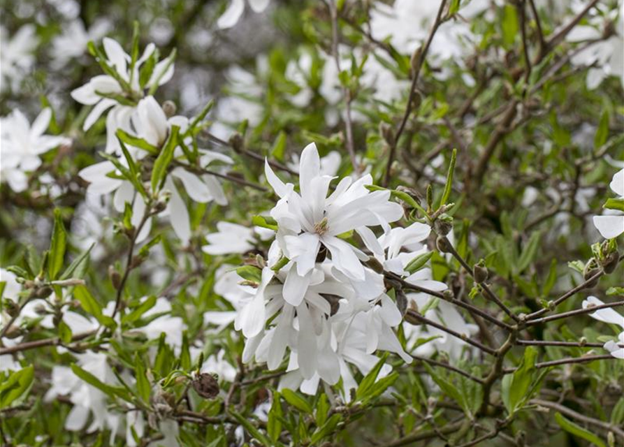 Magnolia stellata George Henry Ker