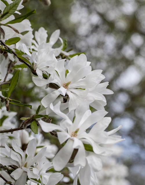 Magnolia stellata George Henry Ker