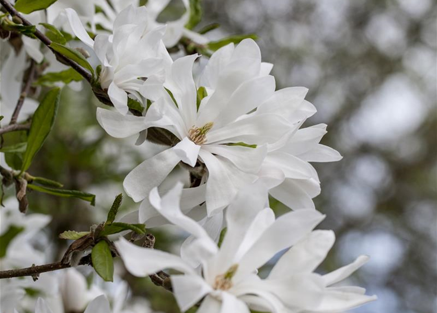 Magnolia stellata George Henry Ker