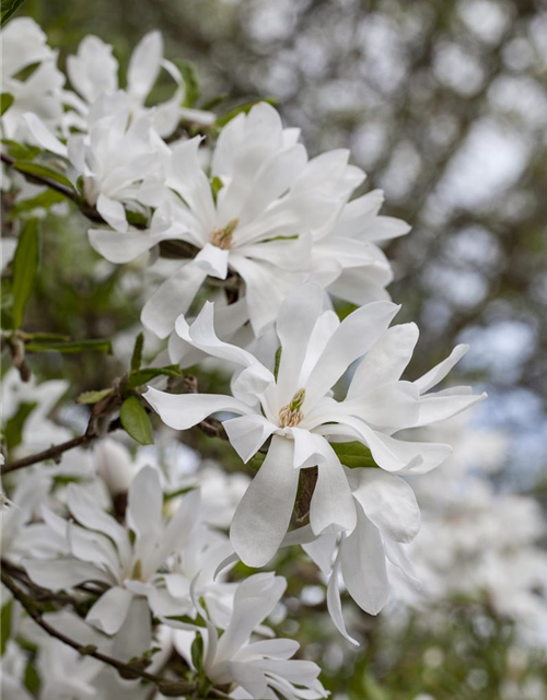 Magnolia stellata George Henry Ker