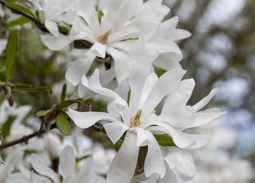 Magnolia stellata George Henry Ker