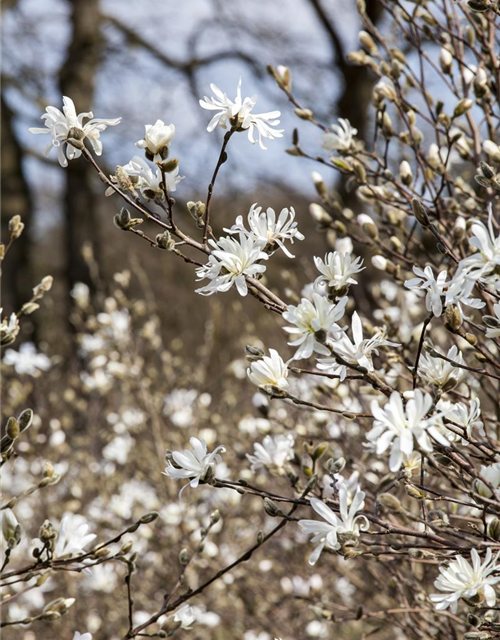 Magnolia stellata George Henry Ker