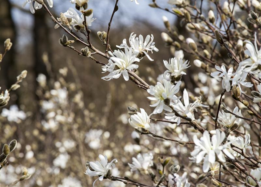 Magnolia stellata George Henry Ker