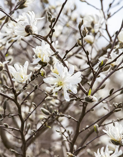 Magnolia stellata George Henry Ker