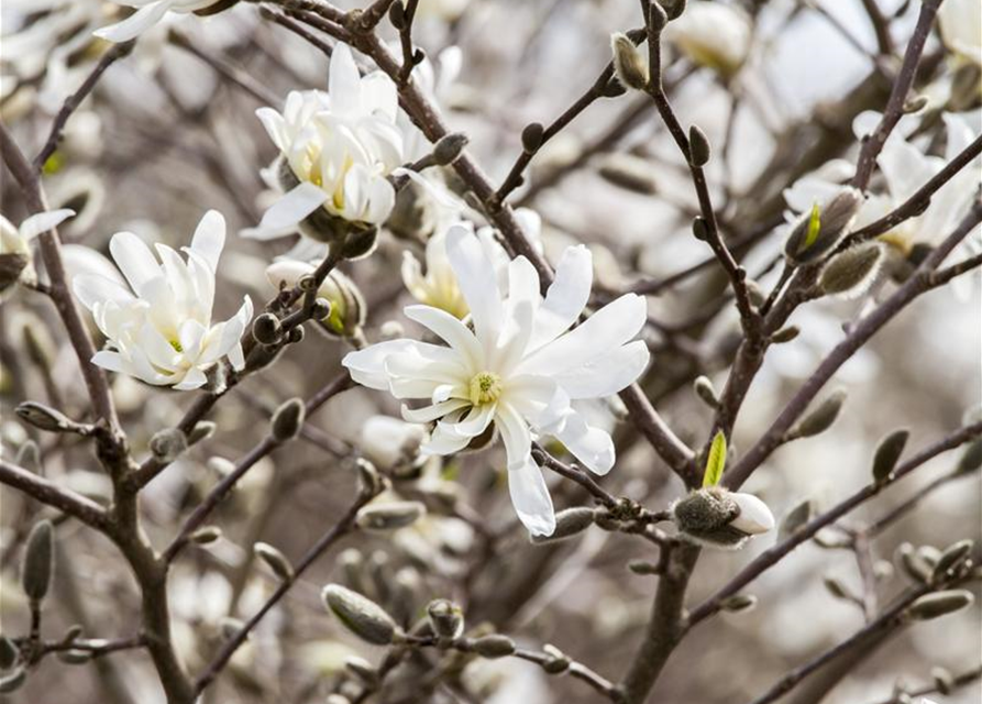 Magnolia stellata George Henry Ker