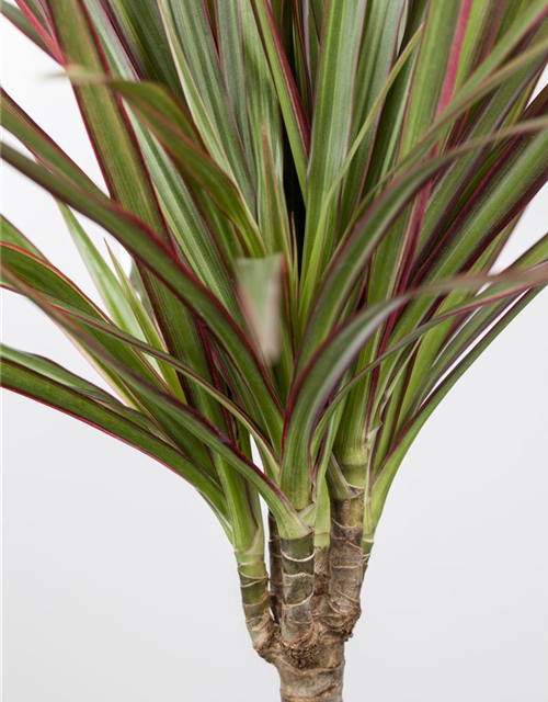 Dracaena marginata Bicolor