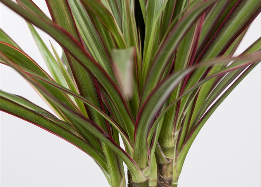 Dracaena marginata Bicolor