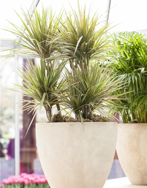 Dracaena marginata Bicolor