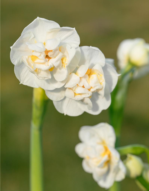 Narcissus Bridal Crown