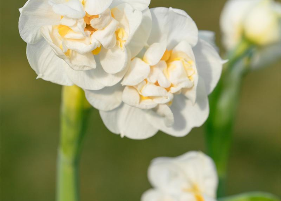 Narcissus Bridal Crown