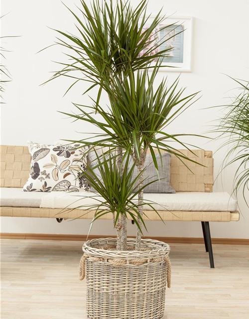 Dracaena marginata Stamm