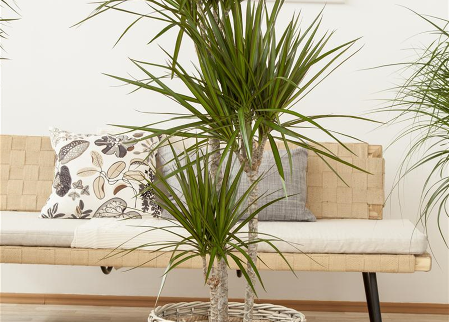 Dracaena marginata Stamm