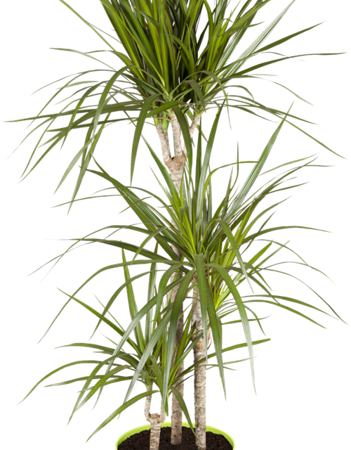 Dracaena marginata Stamm