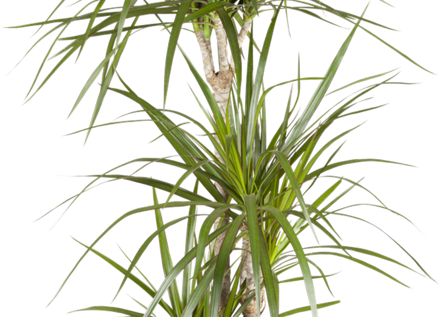 Dracaena marginata Stamm