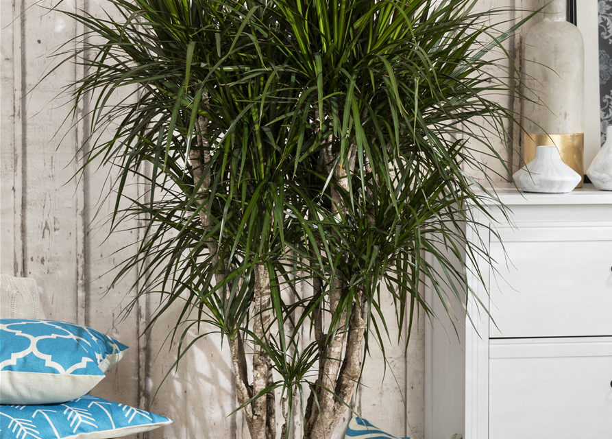 Dracaena marginata Stamm